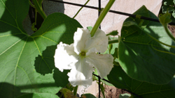male blossom